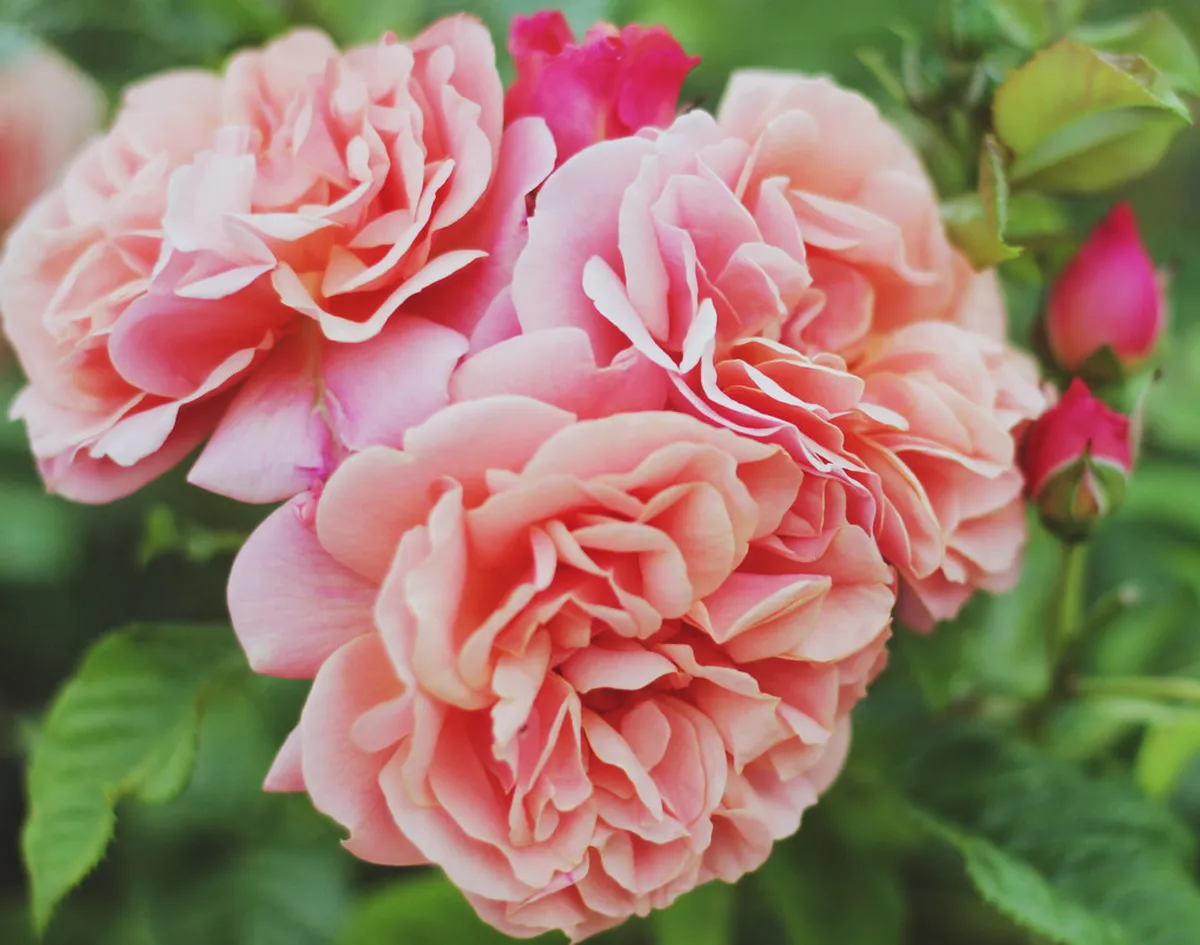 Free things to do in Parque da Ponte: Braga 2026 Guide