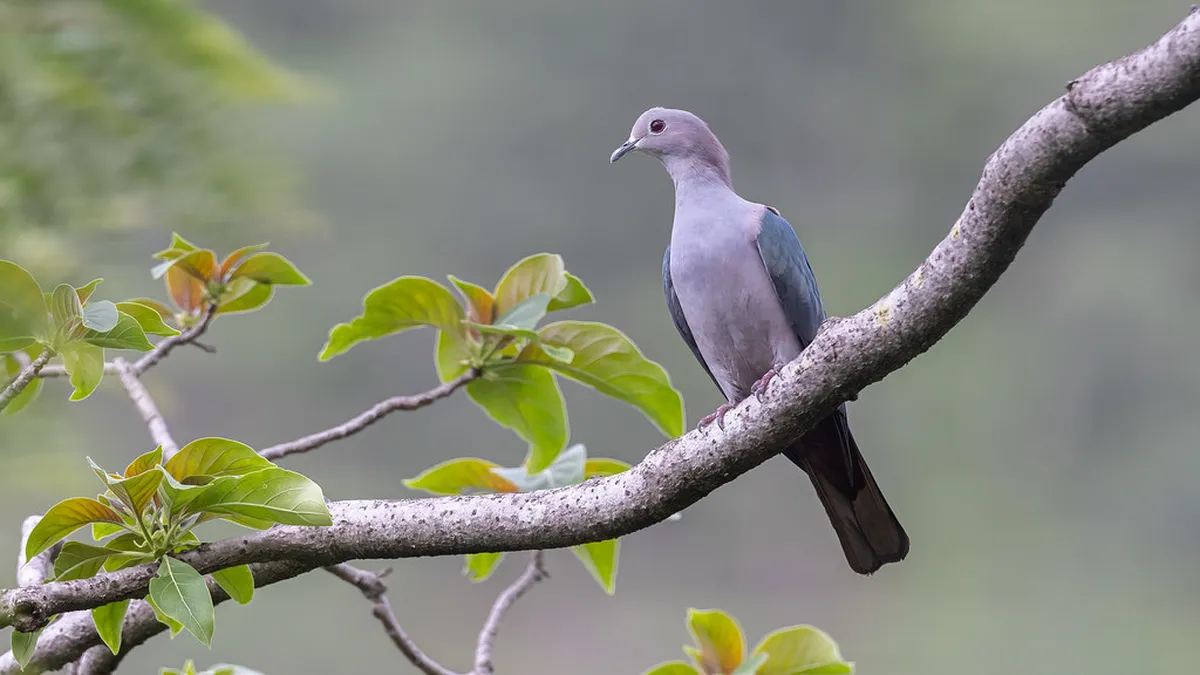 Bird Watching in Carvoeiro: Top 10 Coastal Spots