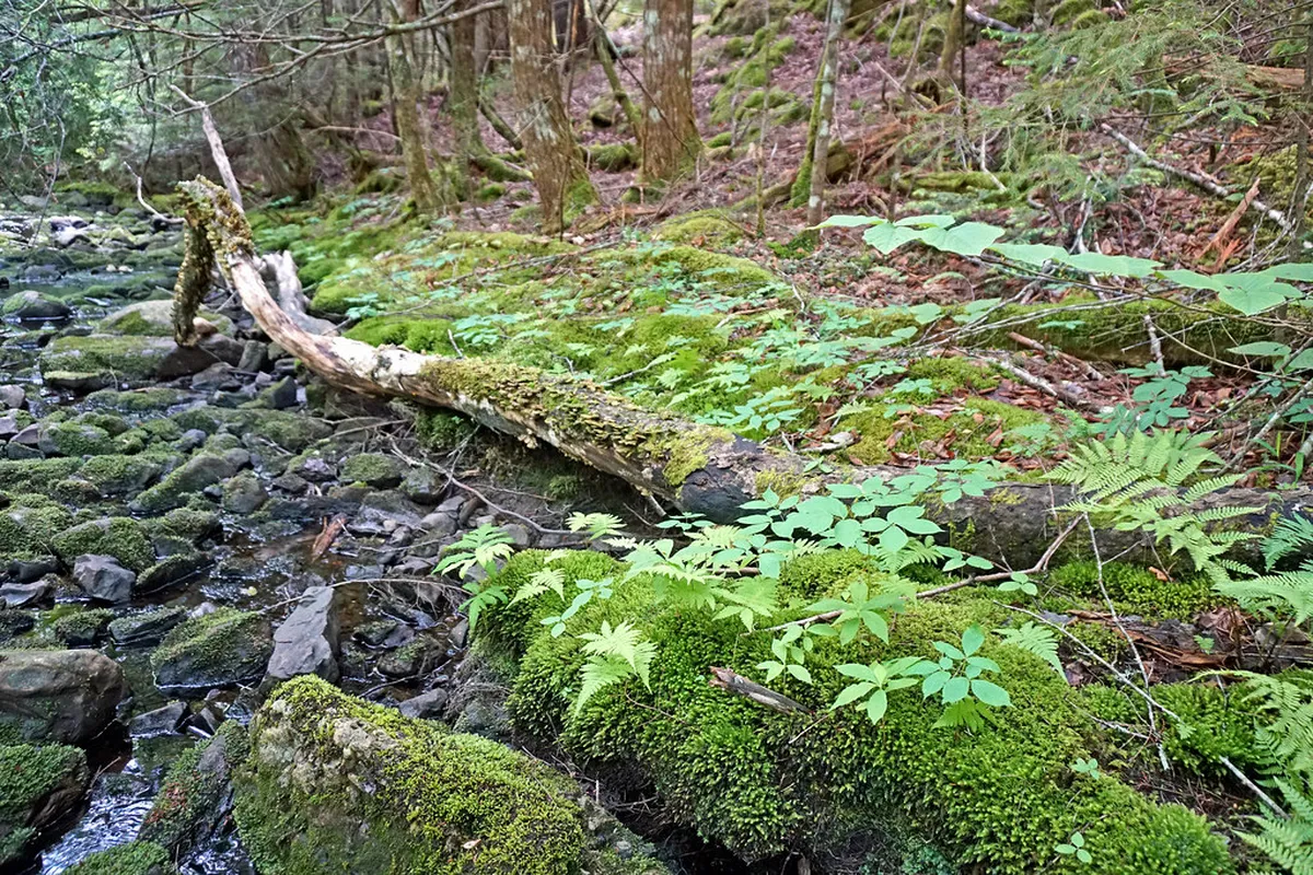 Cascais Nature Guide: Best Free Parks, Beaches & Trails 2026