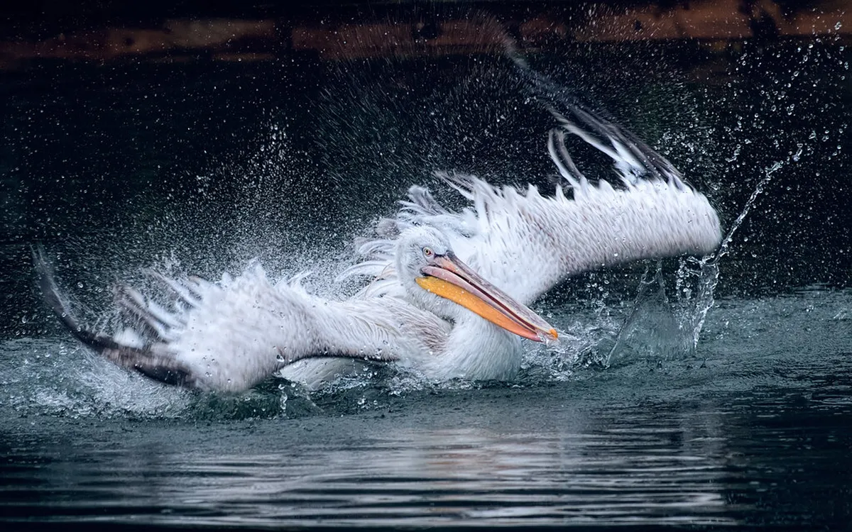 Best Birdwatching Viewpoints in Faro: Top 10 Spots