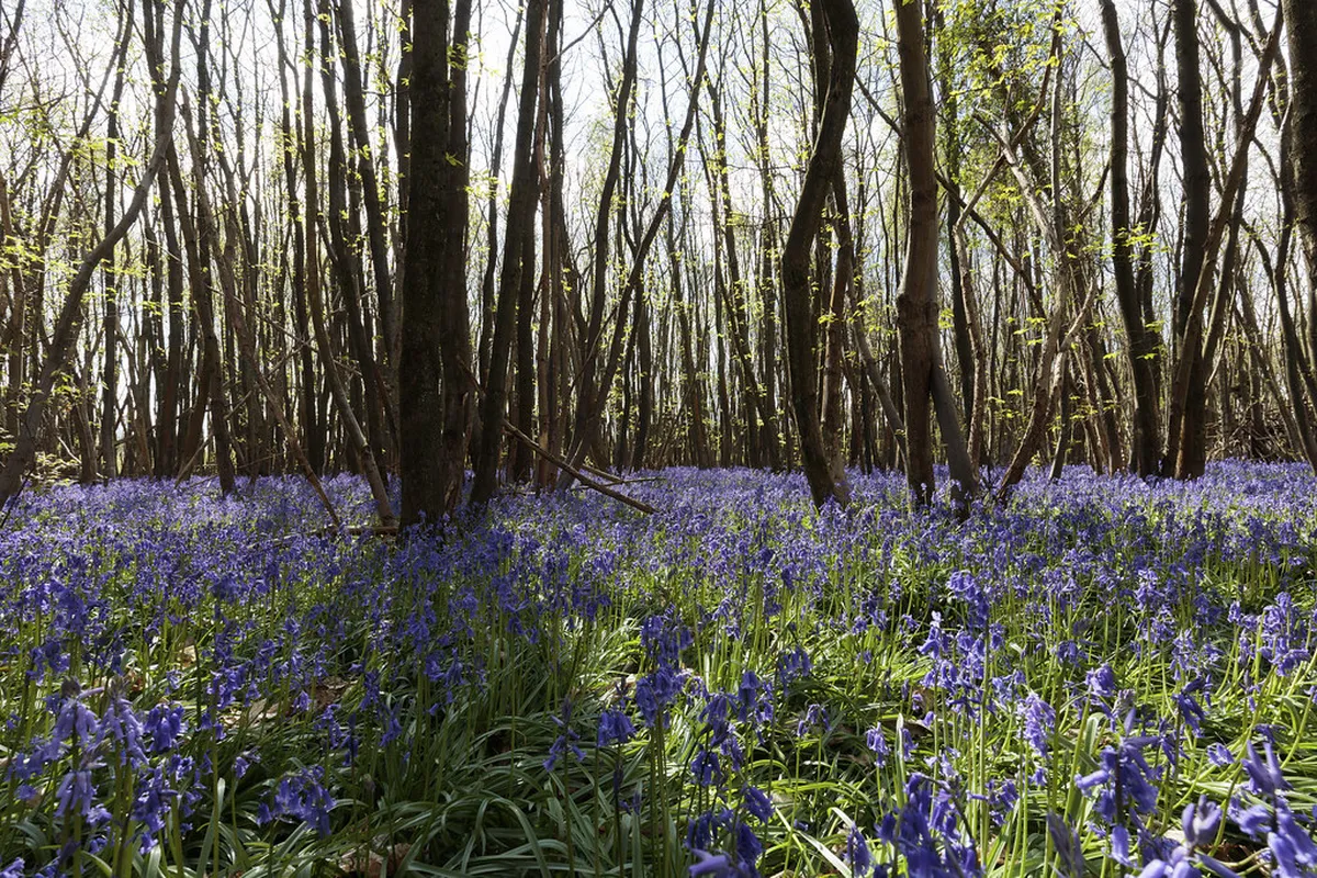 Best Free Public Gardens in Funchal: 2026 Budget Guide