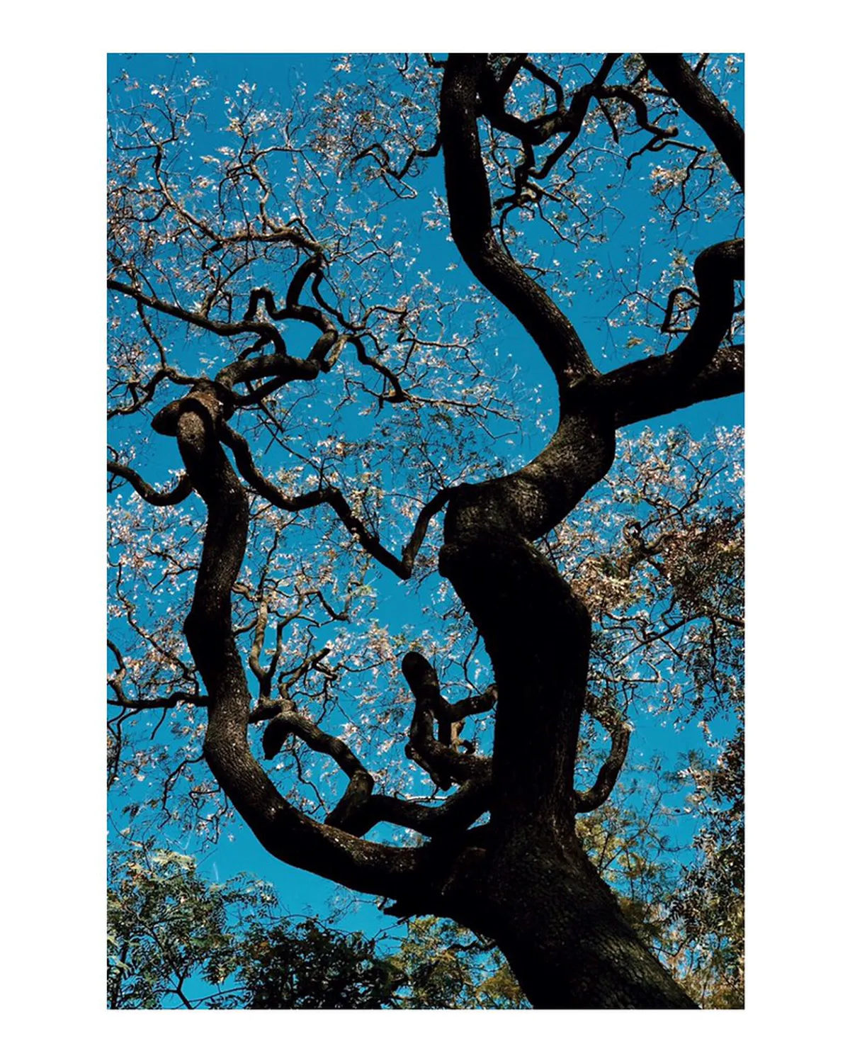 Best Lisbon Parks for Spring Blossoms and Gardens