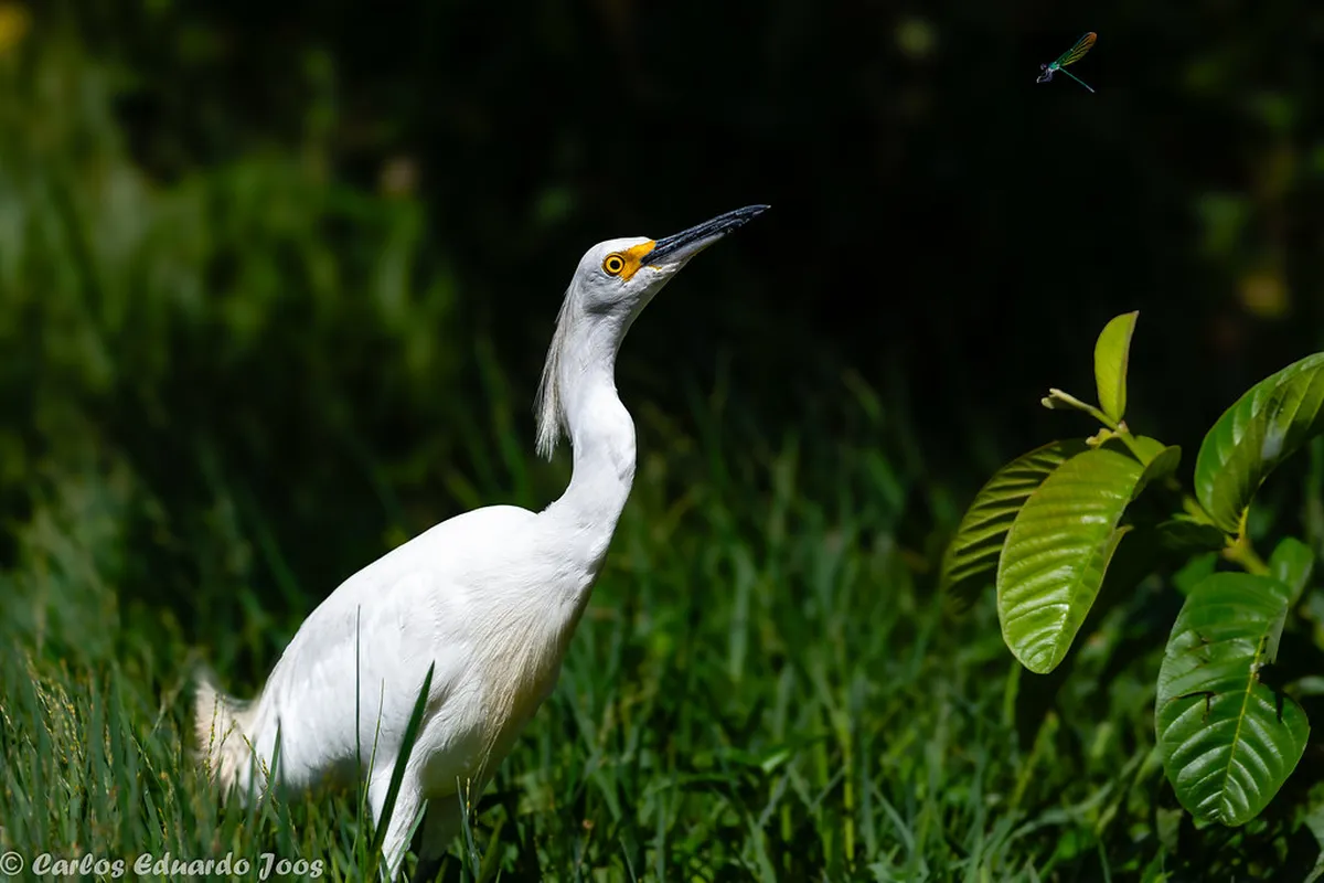 10 Best Birdwatching Spots in Sagres for 2026