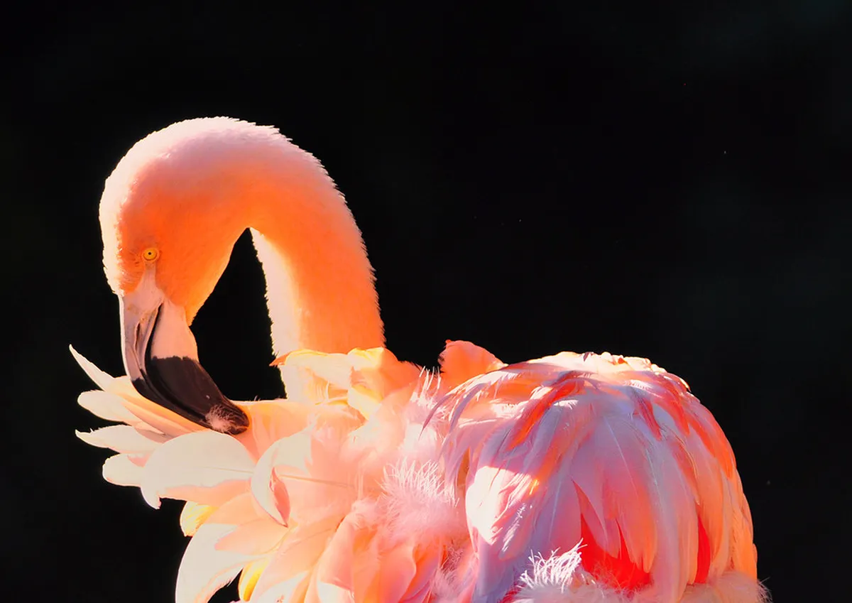 Best Time to See Flamingos in Tavira: A Seasonal Guide