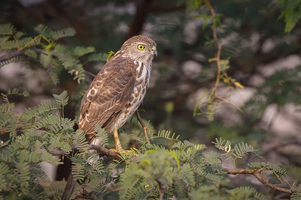 10 Quiet Bird Watching Spots in Tomar (2026 Guide)