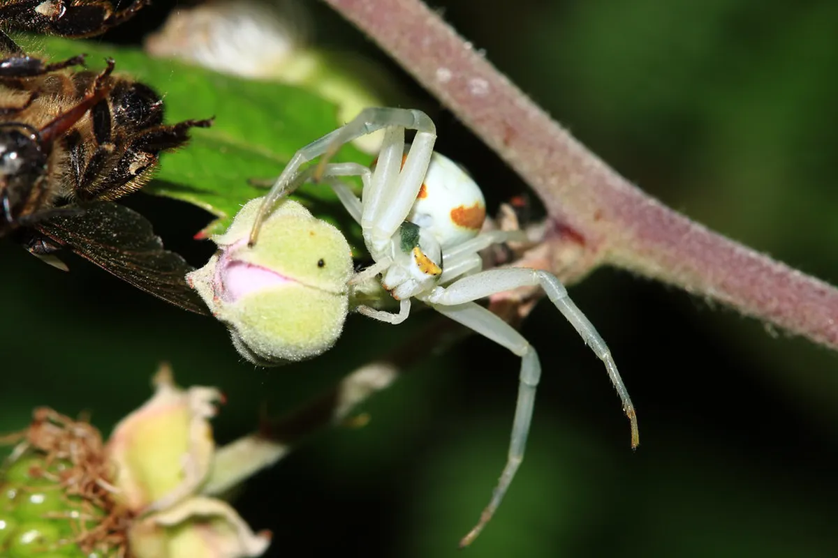 How to find Pincho waterfalls Viana: A 2026 Hiking Guide